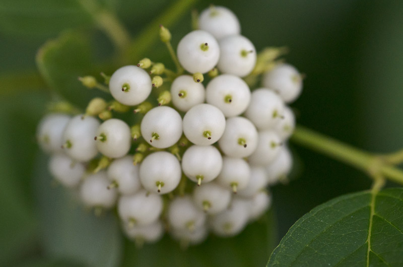 Dogwood+berries