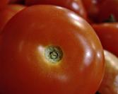 tomato%202.jpg