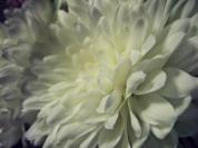 whiteflowerf%2010.jpg