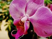 orchid%202.jpg