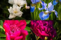 .%2FNature%2Fflowers%2FOrnamental-Gardens-4-June-2015