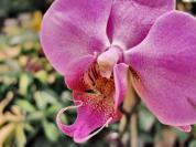orchid%201.jpg