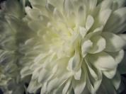 whiteflowerf%2011.jpg