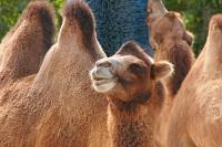 DSC%209371%20camels.jpg