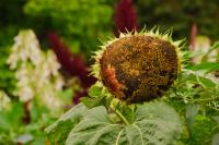 DSC%206486%20sunflower.jpg