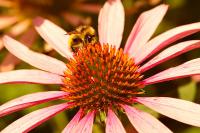 DSC%200312%20bee%20coneflower.jpg