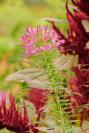 DSC%206539%20cleome.jpg