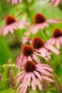 DSC%206446%20coneflower.jpg