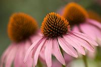 DSC%203543%20coneflowers.jpg