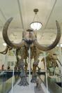 DSC%202524%20mammoth.jpg