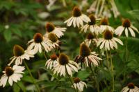 DSC%206447%20coneflower.jpg