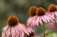 DSC%203512%20coneflowers.jpg