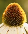 DSC%209836%20coneflower.jpg