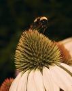 DSC%200044%20bee%20coneflower%20flight%202.jpg