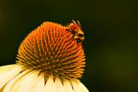 DSC%208803%20bee%20coneflower.jpg