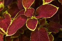 DSC%203514%20coleus.jpg