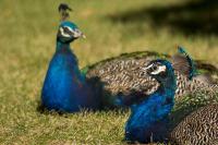 DSC%203560%20peacocks.jpg