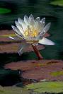 DSC%203861%20waterlily.jpg