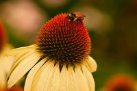 DSC%208802%20bee%20white%20coneflower.jpg