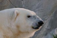 DSC%209059%20polar%20bear.jpg