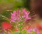 DSC%206514%20cleome.jpg