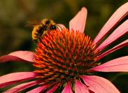 DSC%200041%20bee%20coneflower.jpg