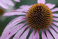 DSC%203724%20coneflower.jpg