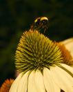 DSC%200044%20bee%20coneflower%20flight.jpg