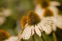 DSC%205605%20coneflowers.jpg