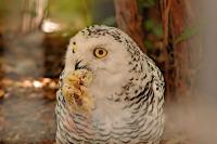 DSC%209073%20owl%20eating.jpg