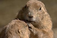 DSC%203672%20groundhog%20love.jpg