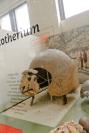 DSC%202532%20glyptodont.jpg