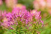 DSC%205557%20cleome.jpg