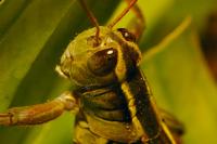 DSC%209861%20grasshopper.jpg