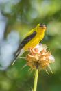 DSC%205553%20golden%20finch%20heavy%20crop.jpg