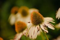 DSC%206542%20coneflower.jpg