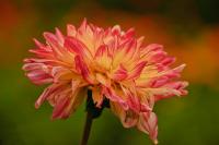 DSC%206544%20dahlia.jpg