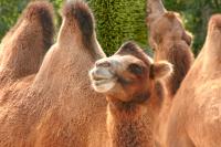 DSC%209371%20camels%202.jpg