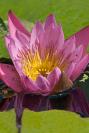 DSC%203860%20waterlily.jpg