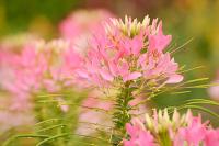 DSC%206462%20cleome.jpg