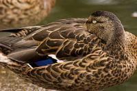 DSC%203547%20sleeping%20mallard.jpg