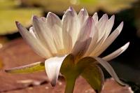 DSC%203867%20waterlily.jpg