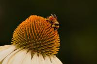 DSC%208803%20bee%20coneflower%202.jpg