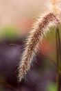 DSC%203518%20foxtail.jpg