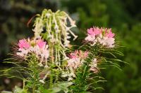 DSC%206460%20cleome%20tobacco.jpg