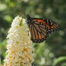 DSCF4768%20monarch.jpg