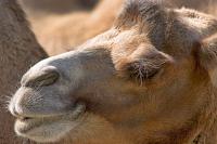 DSC%203644%20camel.jpg