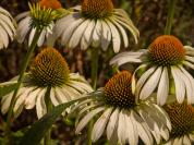 DSCF4793%20coneflowers.jpg