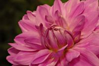 DSC%200060%20dahlia.jpg