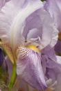 DSC5104%20iris.jpg